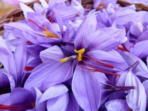 Saffron flower pistils are used as a spice and medicinal herb